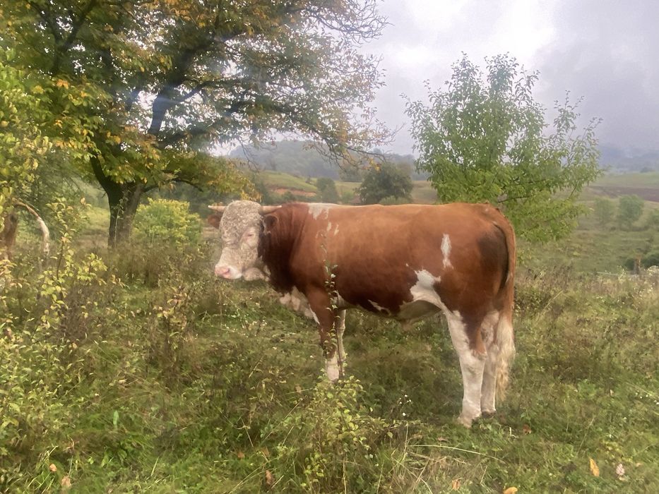 Taur de vanzare de doi ani