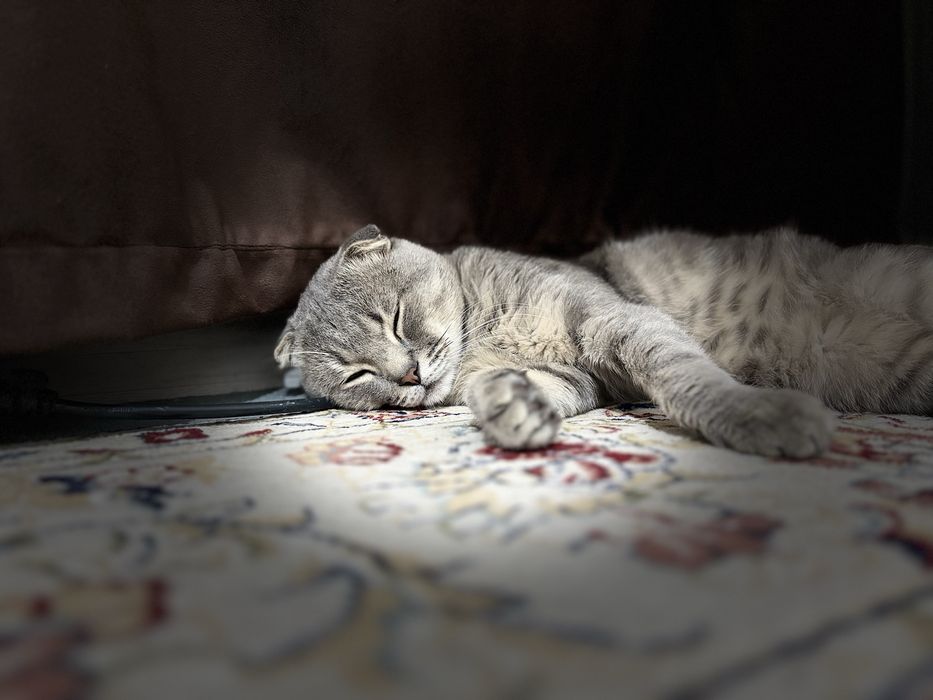 Кошка фислоухая мальчик
