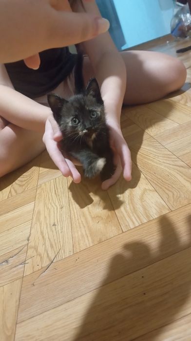 Отдам котят в хорошие руки