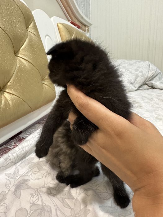 Котята вислоухие