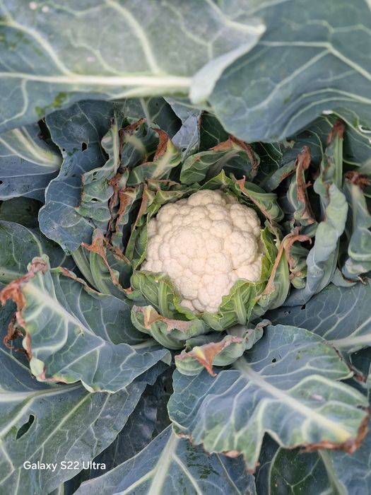 Vând varză plată și conopidă