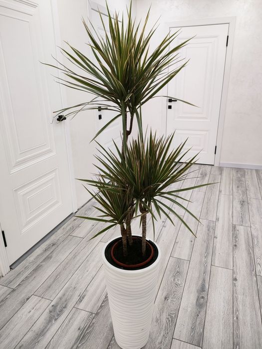 Цветы. Растения. Доставка