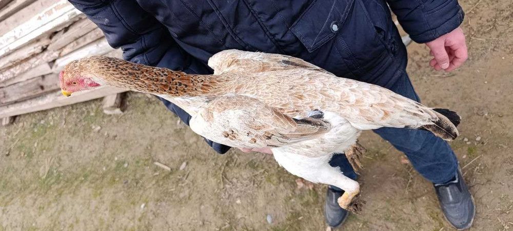 100 тали Карис товук тухумда.