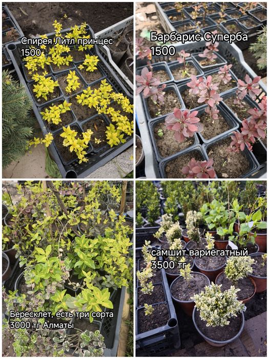 Цветы, кустарники и хвойные