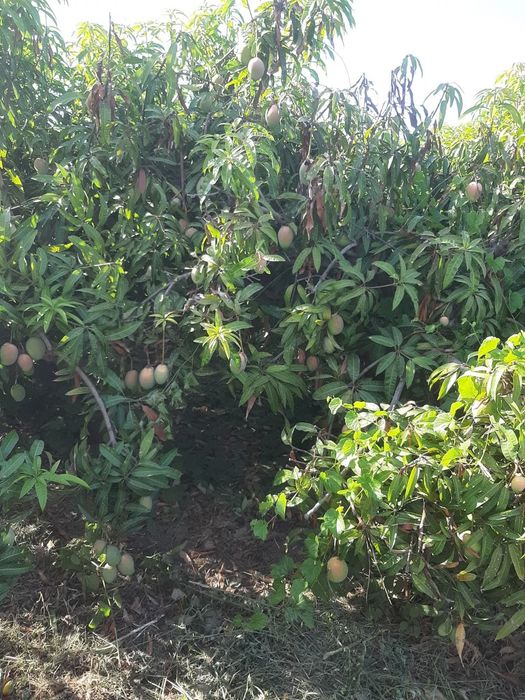 Delicioase fructe de mango sicilia