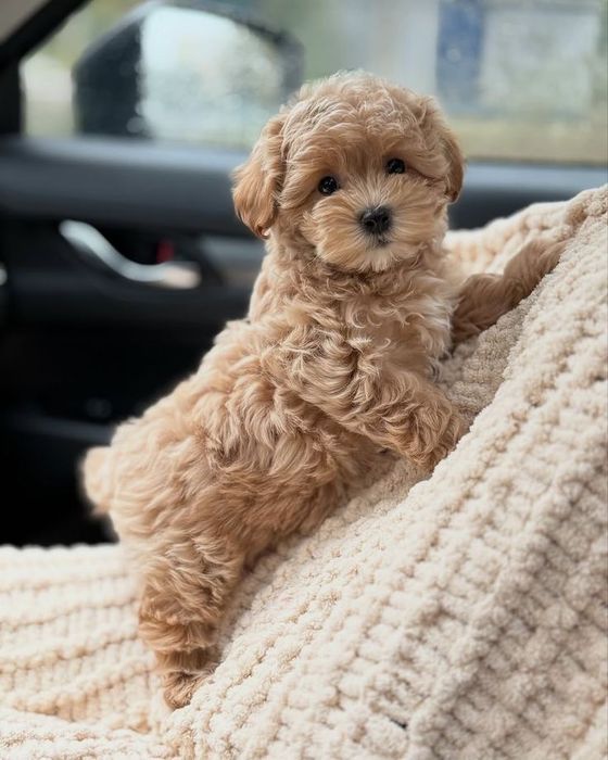 Pui Maltipoo Toy Poodle mini