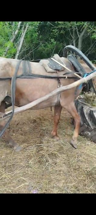 Продам кабылу обученную