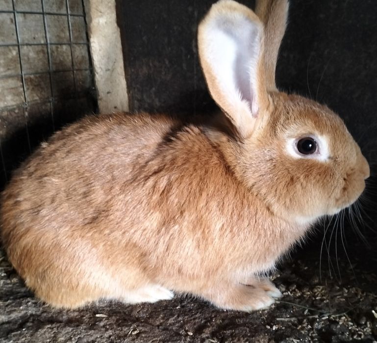 Чистокровная бургундская девочка