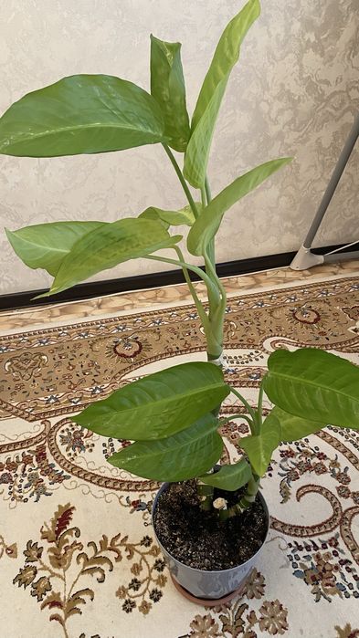 Продаю комнатные цветы