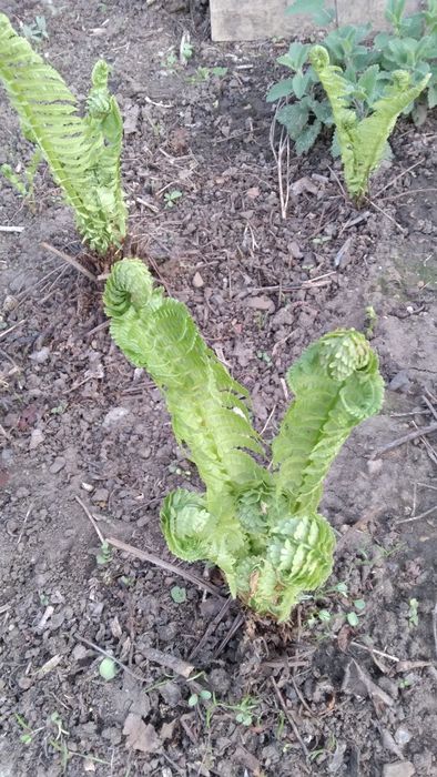 Продам цветы для сада