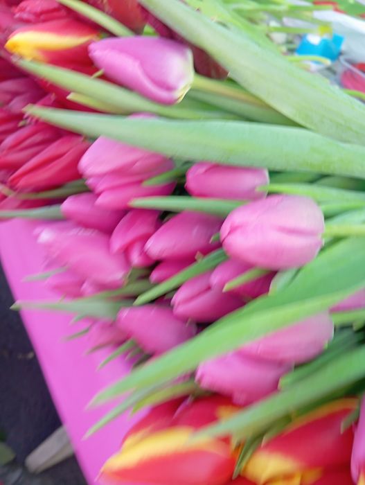 Тюльпаны в розницу