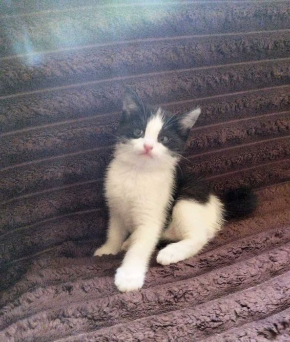 Котята в хорошие добрые руки