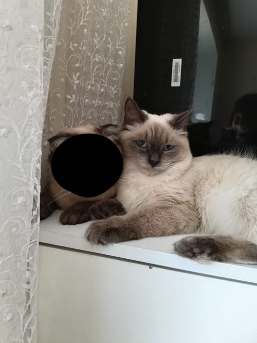Кошечка в добрые руки