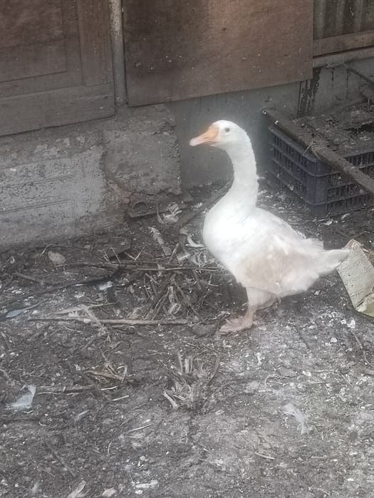 Продаю молодого гуся