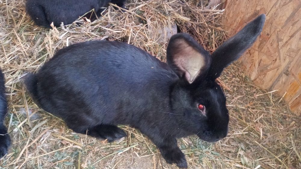 Vind iepuroice negre