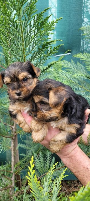 Йоркширски териер  - мини!!!