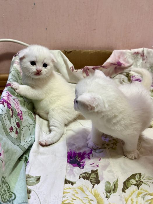 Котёнок Scottish Fold. Скотиш фолд котята. Веслоухий