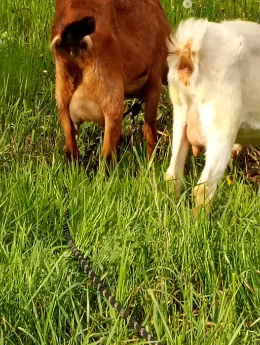 Vând 2 capre anglonubiene sunt la prima fătare