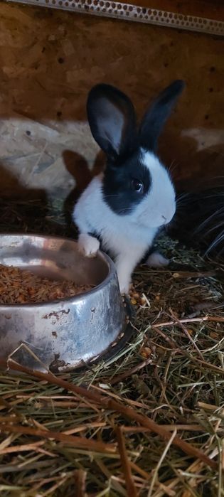 Iepuri hycole disponibili