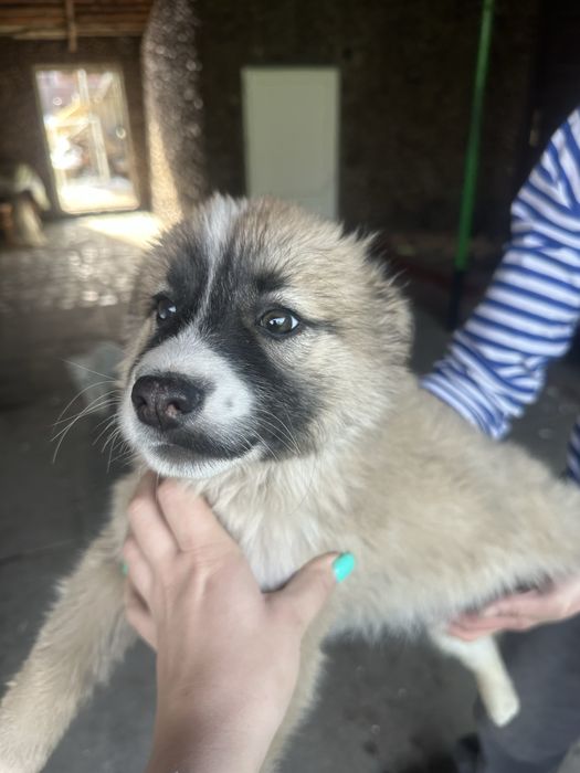 Отдам щенков в хорошие руки