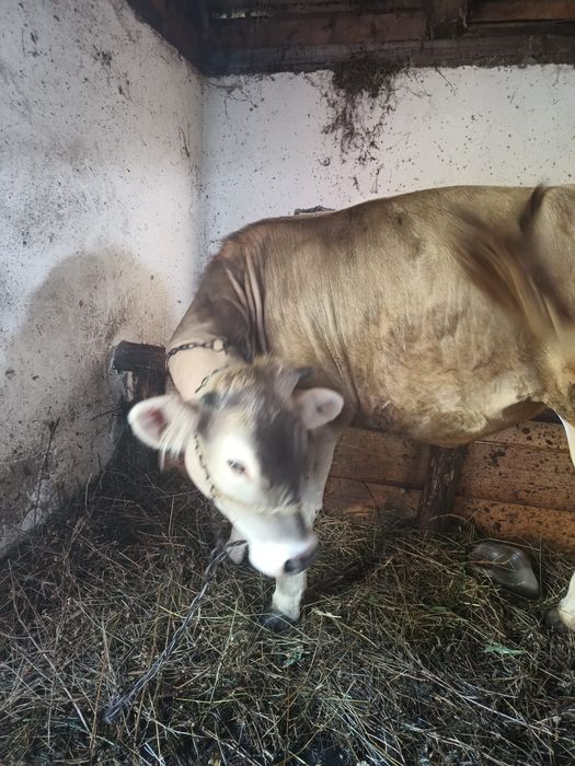 Vand vitica de 11 luni bine dezvoltată
