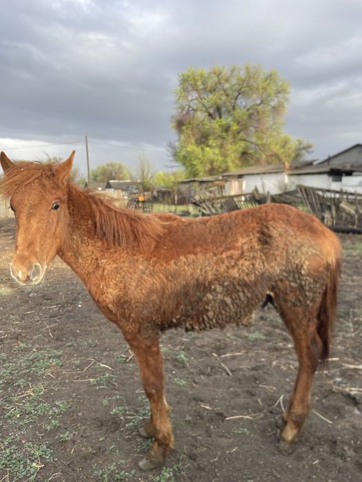 Тай тайынша.