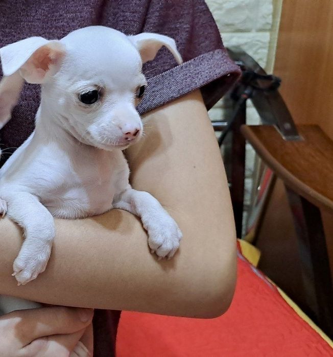 Чихуахуа девочка