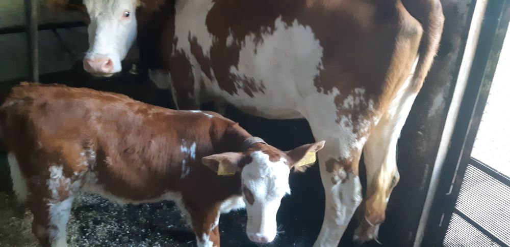 Vand juninca baltata romaneasca la prima fatare cu vitea de 2 luni