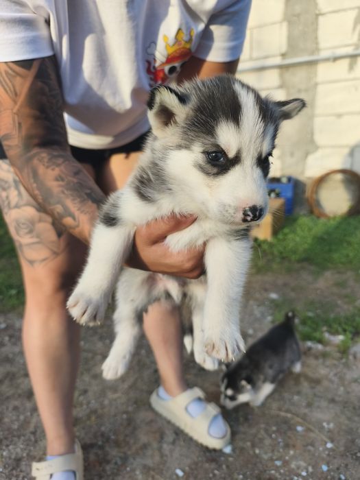 Cățeluși husky perfect sănătoși
