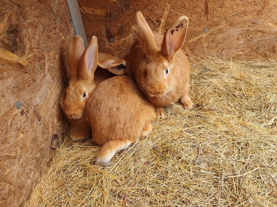 Породистые кролики