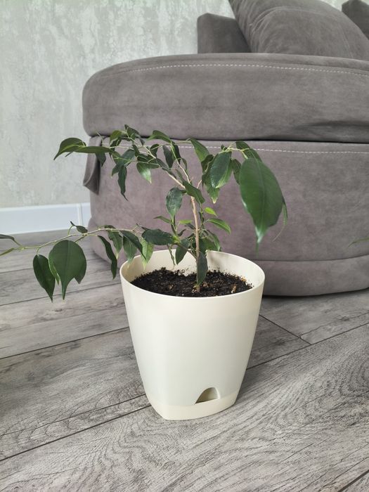 Цветы комнатные фикус