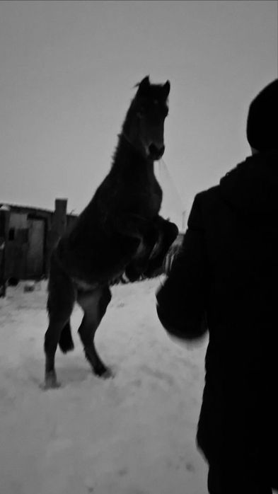 лошадь 1.5год обученный