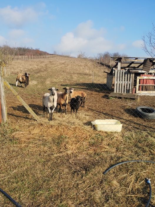 Oi cameruneze de vânzare.