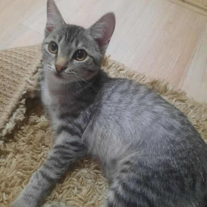 Отдам котят в хорошие руки