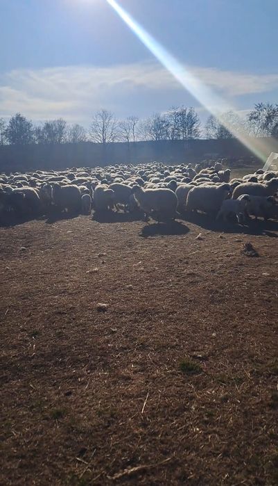 Oi cu miei de vânzare