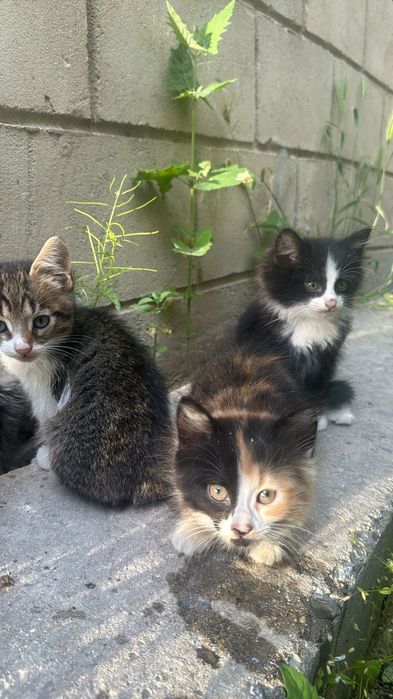 Котята в добрые руки