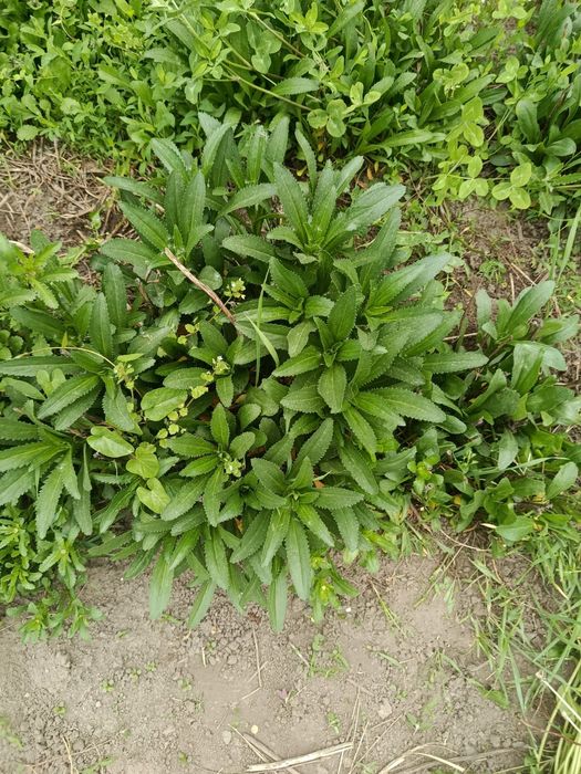 Продам большие кусты крупной белой помашки