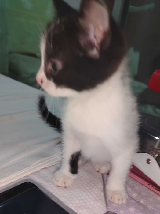 Mushuk bolasi 3ta. Tekinga