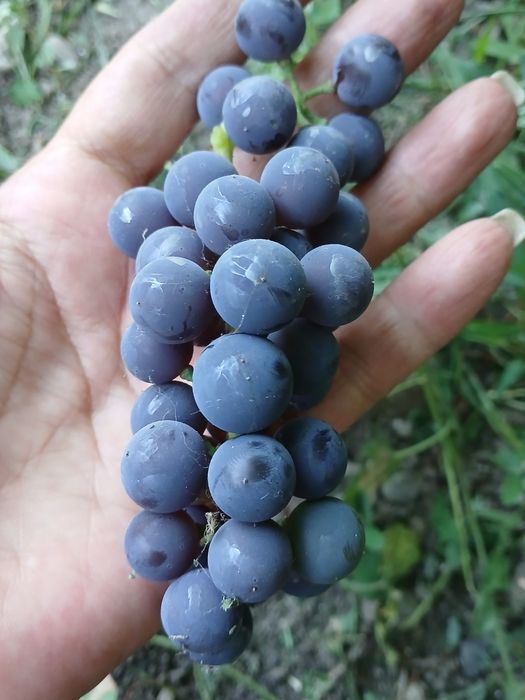 Продам дачу на Бобровке.