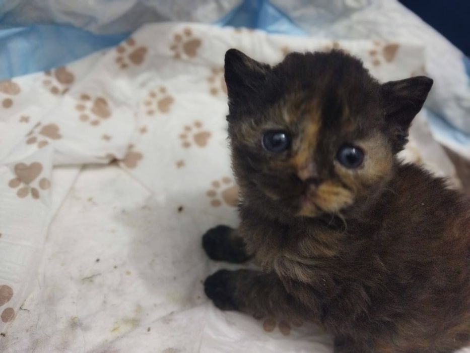 Кудрявые Селкирк рекс котята