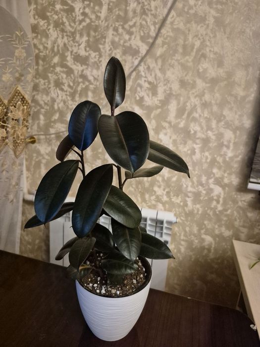 Фикус эластика и чёрный принц