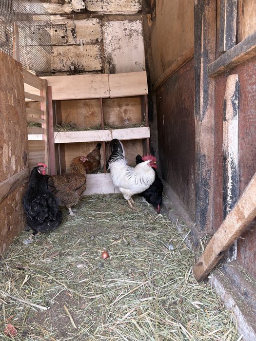 Адлер қораз сатылады