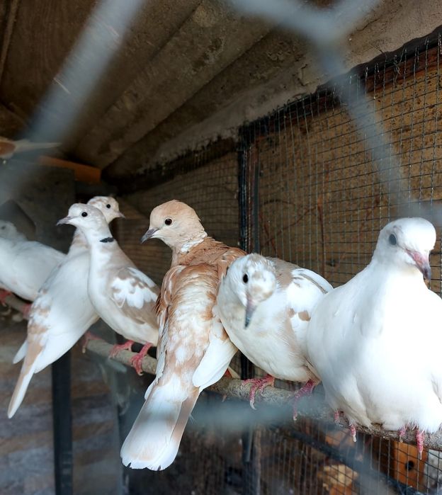 Turturici râzătoare