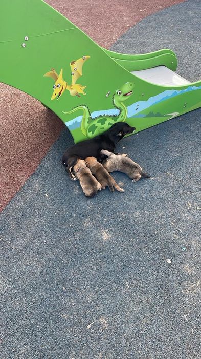 Дарю щенят. 2 мальчика и девочка