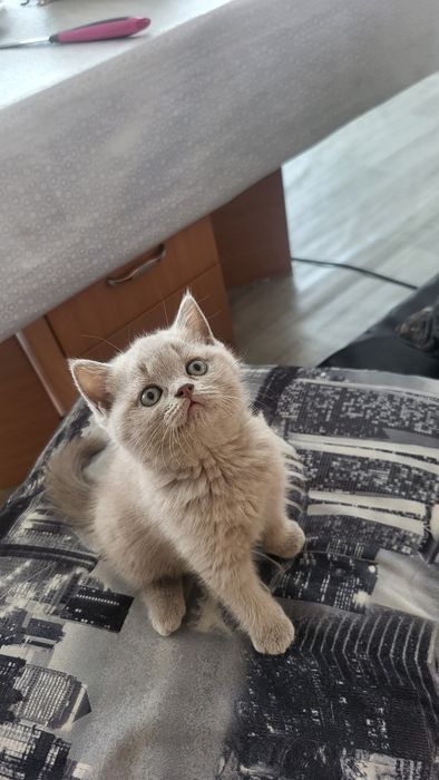 Продаю котенка британка