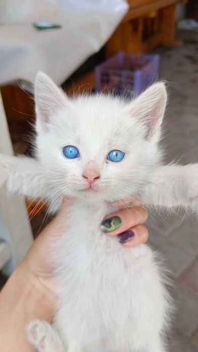 Отдам котят в добрые руки