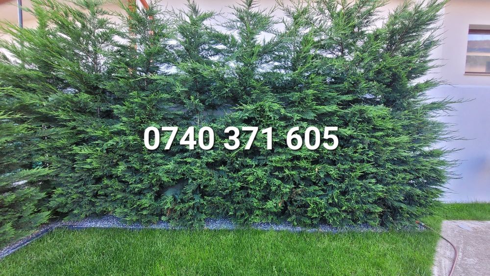Gard viu de la producator Leylandii,Photinia  și Prunus