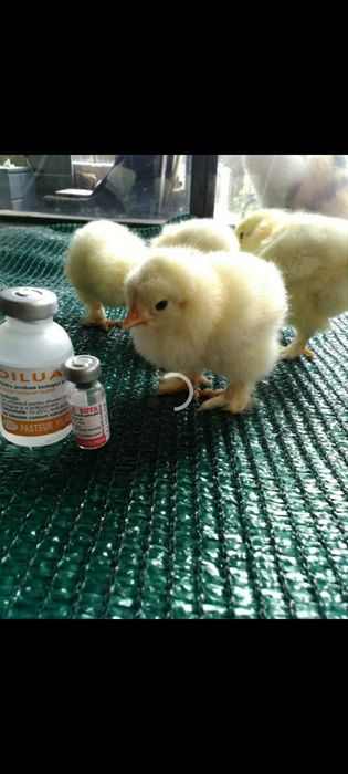 Pui brahma herminat si negru bobat