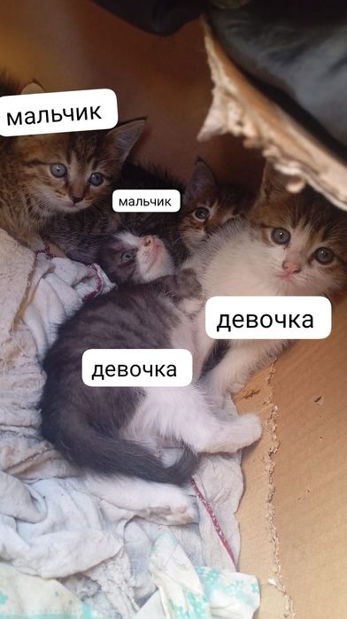 отдам котят даром