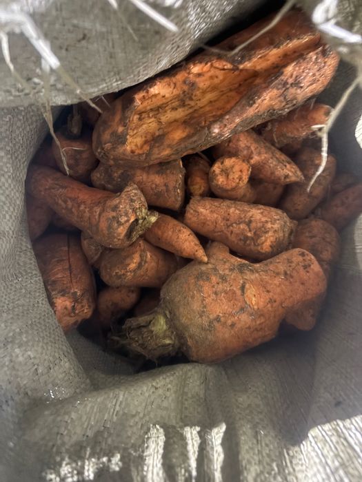 Кормовая морковь